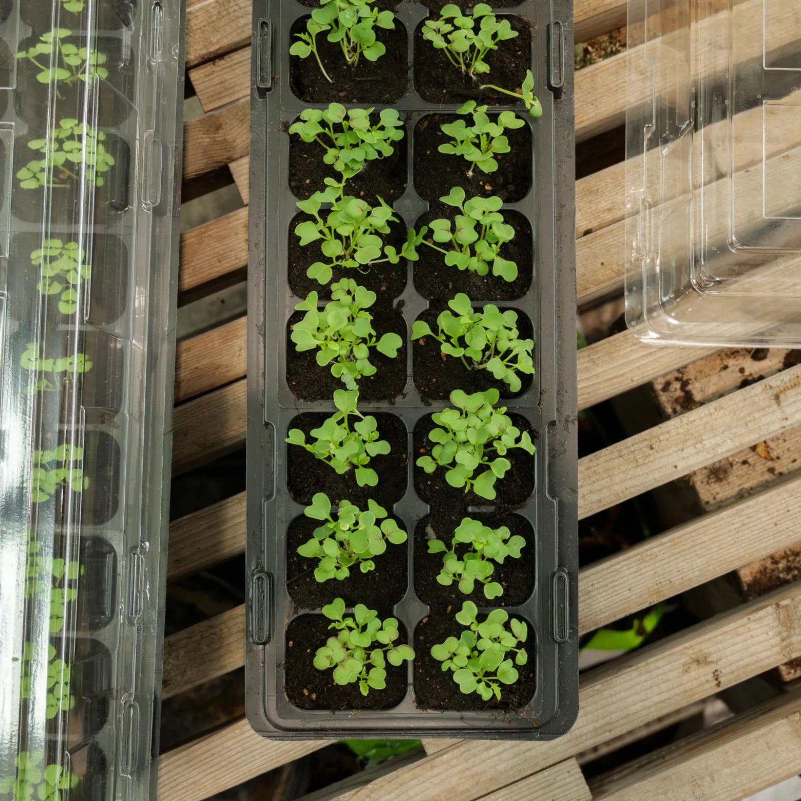 Minidrivhus for vinduskarm – 2-pakning