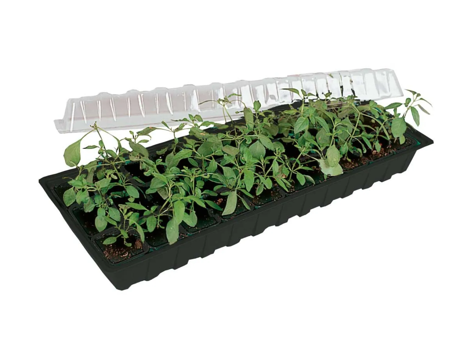 Minigro med 30 krukker