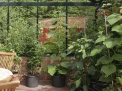 Tomatspiral